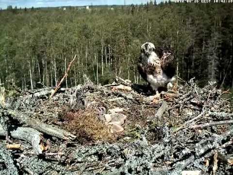 Osprey nest: Fish for three hungry chicks. June 2012