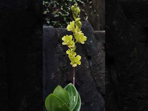 Anggrek Dendrobium Green Sage  | A beautiful flower💚#shorts #flowers #orchid