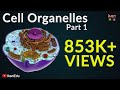 Cell Organelles Part 1 Animation Video Iken Edu
