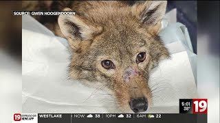 Ashtabula County Humane Society helps abused animals from fur farm find new homes