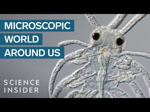 Award-Winning Footage Of The Microsopic World Around Us
