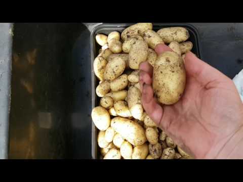 Unexpected 63 day Charlotte Potato Reveal. July 2017 #15.