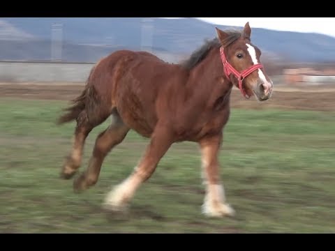 Va mai aduceti aminte de manza Ada? Acuma are 10 luni! - 2018