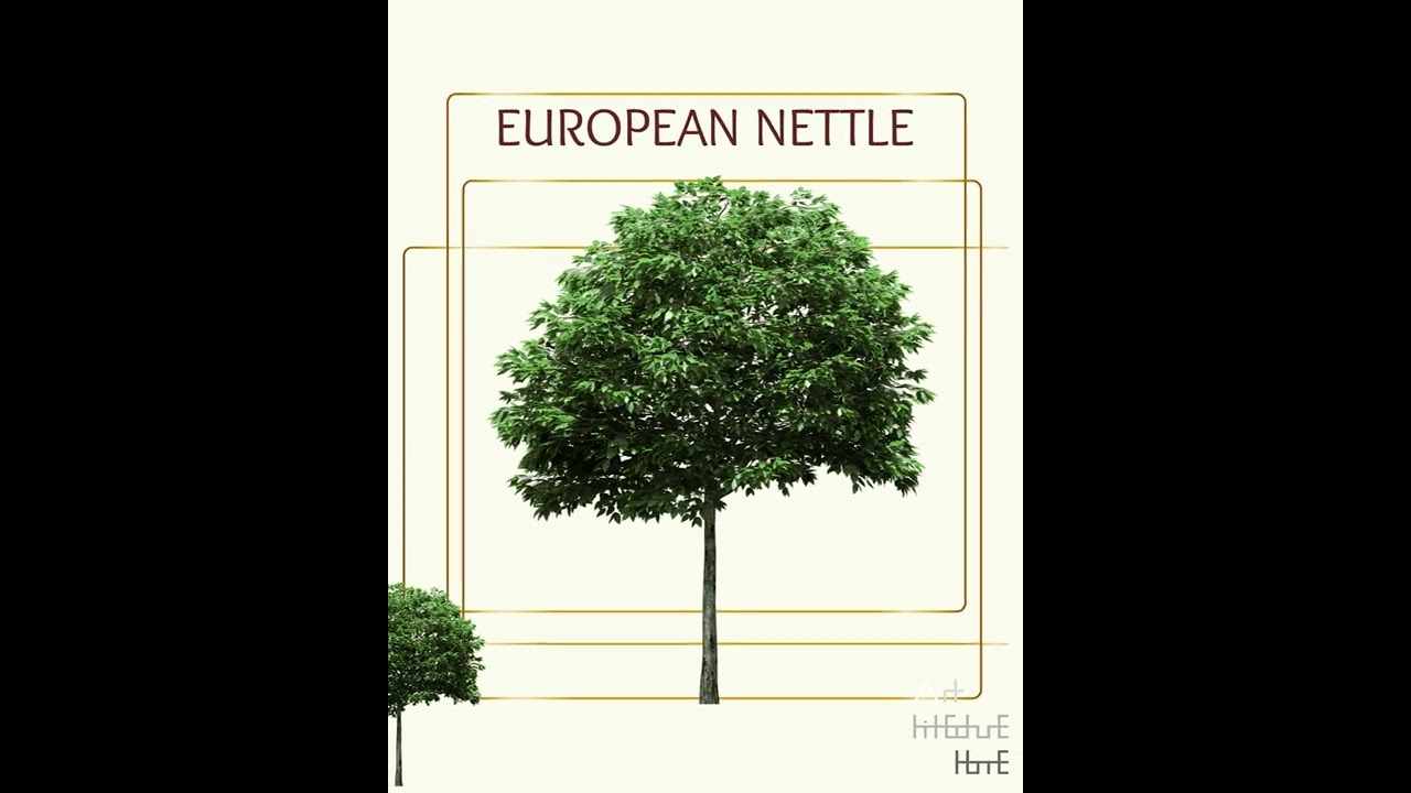 Real Tree Cliparts - European nettle - photoshop overlays png, Tree layout, transparent background