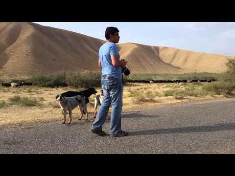 Tajik shepherd dogs in transition to summer pastures.