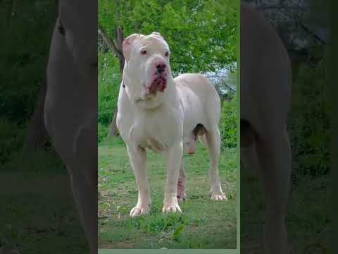 Pure white Pakistani bully