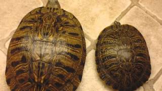 How to tell if your turtle is male or female
