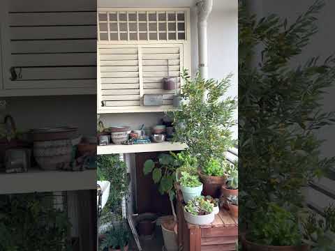 ナチュラルプライバシースクリーン - 覗き見を防ぐバルコニーの植物  庭園