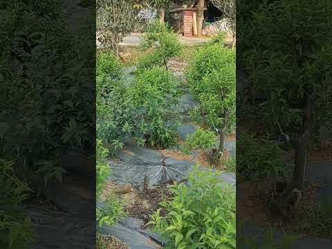 ngắm vườn nhất chi mai ngày đầu hè 2023