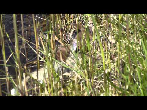 Wezel pakt konijn In natuurpark Oranjezon vrouwenpolder deel 2, nu nog uit het water