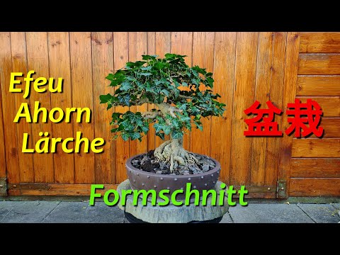 Freilandbonsai - Formschnitt Anfang September