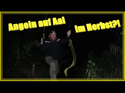 Can you successfully fish for eel in autumn using live bait or worms?