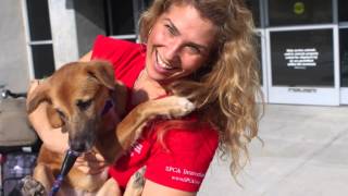SPCA International | 2014 Year In Review