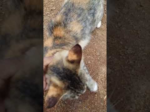 Kavi kovi🐩🐩🐩