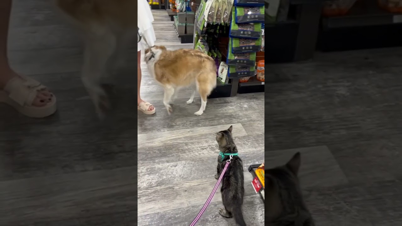 Enlarge Casserole, a Adoptable mixed breed in Buford, GA video 6/6