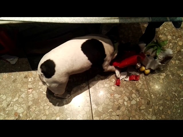 Vídeo relacionado con Bulldog francés Love Frenchie Mistress Idea de regalo Camiseta