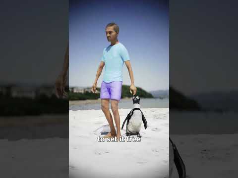 Rescued Penguin Returns Every Year ☺️