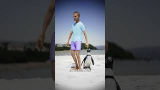 Download lagu Rescued Penguin Returns Every Year ☺️ mp3 Download lagu Rescued Penguin Returns Every Year ☺️ mp3