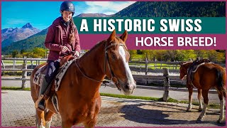Riding the Freiberger Horse in Switzerland