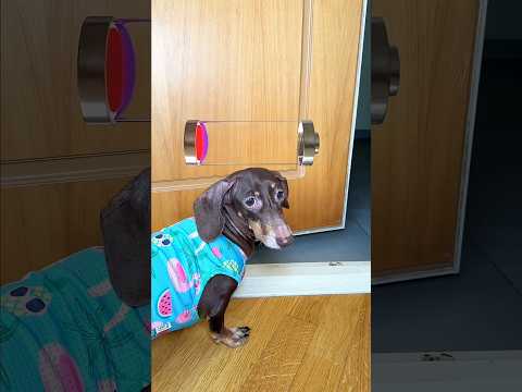 Bittoo had to leave his home #viralshorts #youtubeshorts