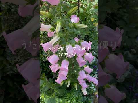 牡丹の栽培 – 花の女王を庭に取り入れる方法  庭園