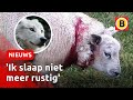 Wolf richt bloedbad aan: tientallen schapen verscheurd | Omroep Brabant