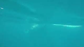 preview picture of video 'Swimming with the WhaleShark..!'