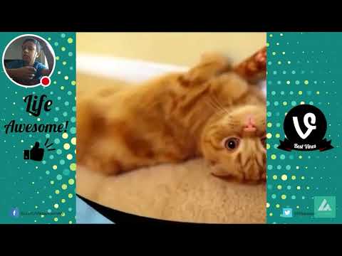 Try not to laugh at funny cats