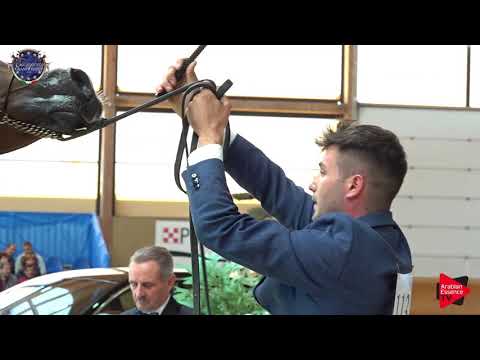 N.113 JAMIL IBN SHAKLAN P - European Championship 2019 - 7-9 Years Old Stallions (Class 14)