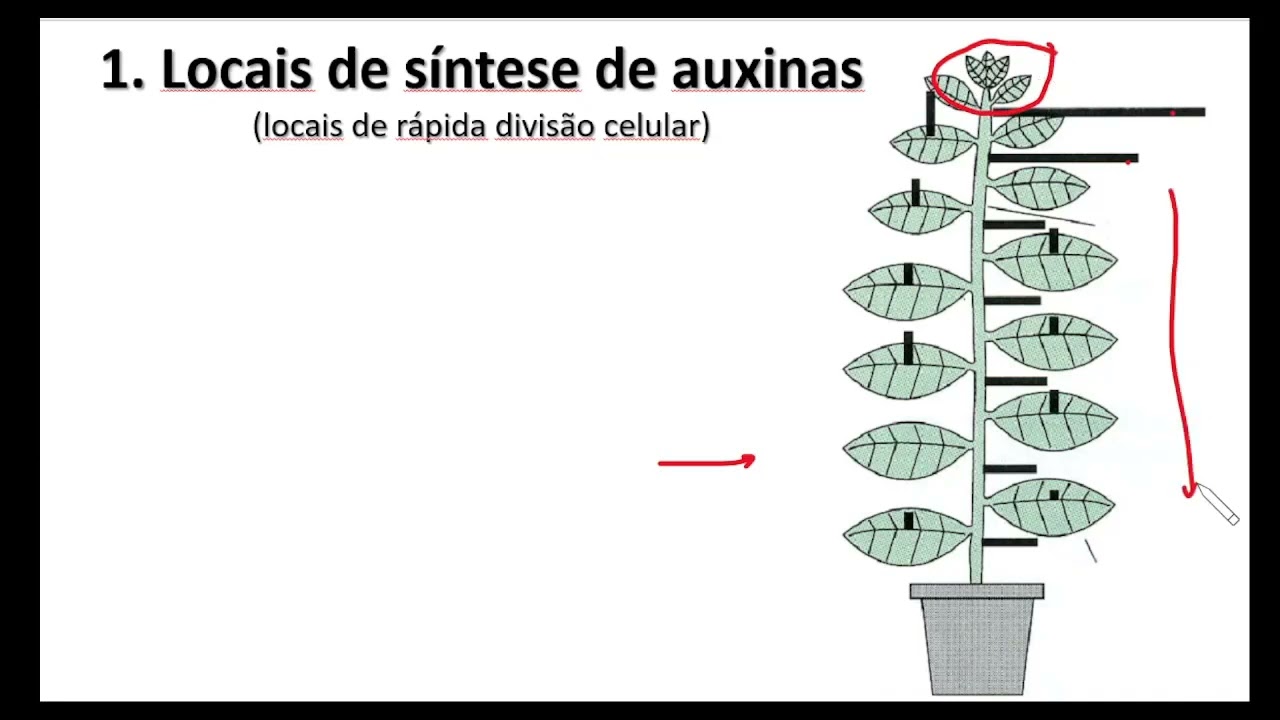 7-Micropropagação_Princípios