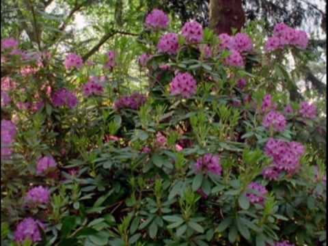 Vangelis - Glorianna