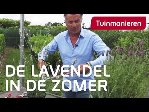 Hoe snoei je de lavendel in de zomer?