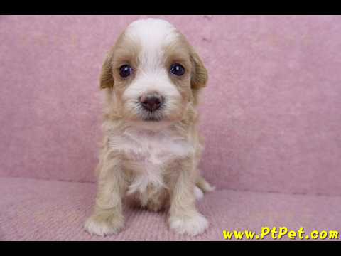 06/25馬爾泰迪母幼犬
