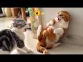 You Will Cry Laughing At These Funny Pets Ultimate Viral Cat And Dog Compilation