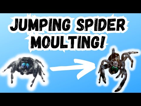 Jumping Spider Moulting | What Happens / What To Do When Your Spider Moults | Spooderpods