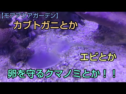 カクレクマノミの世話