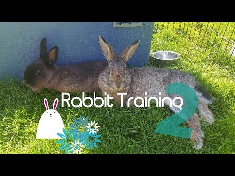 Training My Rabbits to Jump! - How to Train Bunny Rabbits - PART TWO