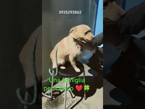 Regalo Choco un dolce cagnolino taglia piccola in adozione 
