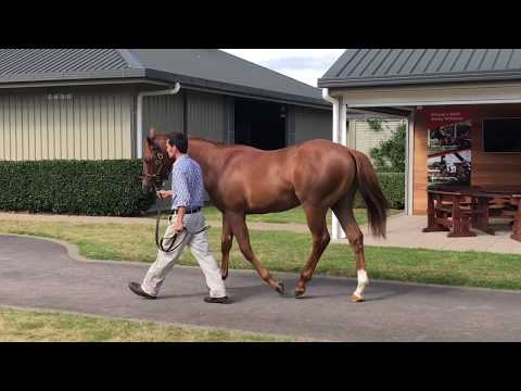 Lot 85 Shooting to Win   Calveen 16