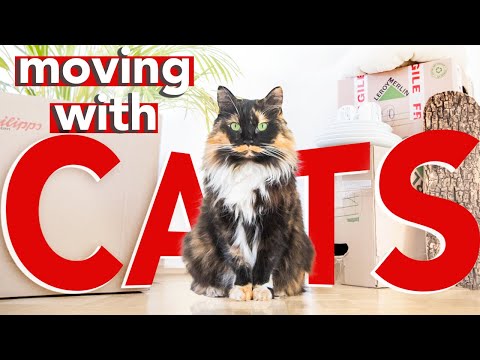 How to move with your cats » EVERYTHING you need to know
