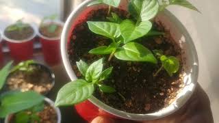 2018 Hot Pepper growing season in Phoenix Arizona - Part 1