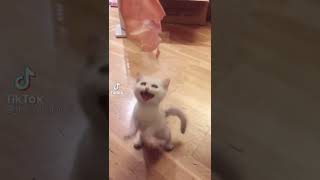 Are you hungry? Say YES.. #funny #animals