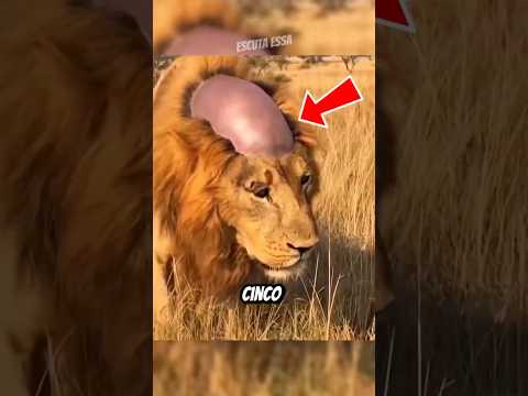 Você NUNCA deveria VER esses animais sem pelo #curiosidades #animals #bichos