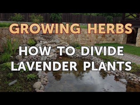 How to Divide Lavender Plants