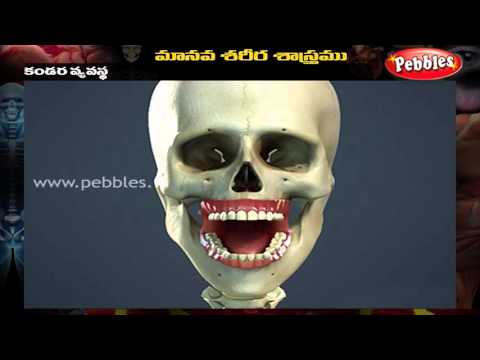 Human Body - Muscular System - Telugu