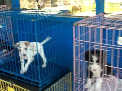 Puppies caged in Yogyakarta Bird Market