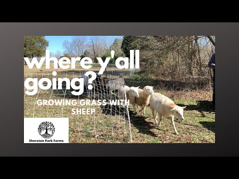 Rotational Grazing - Growing Grass  On The Farm Dorper Sheep By Moving Them With Premier 1 Netting