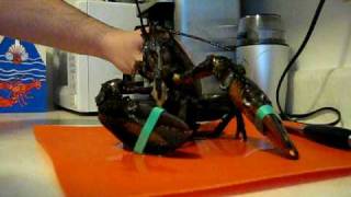 Lobster Kill