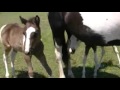 Horse Gives Birth To Twins