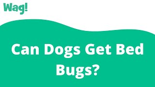 Can Dogs Get Bed Bugs? | Wag!